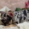 CHERRY (7) Cherry