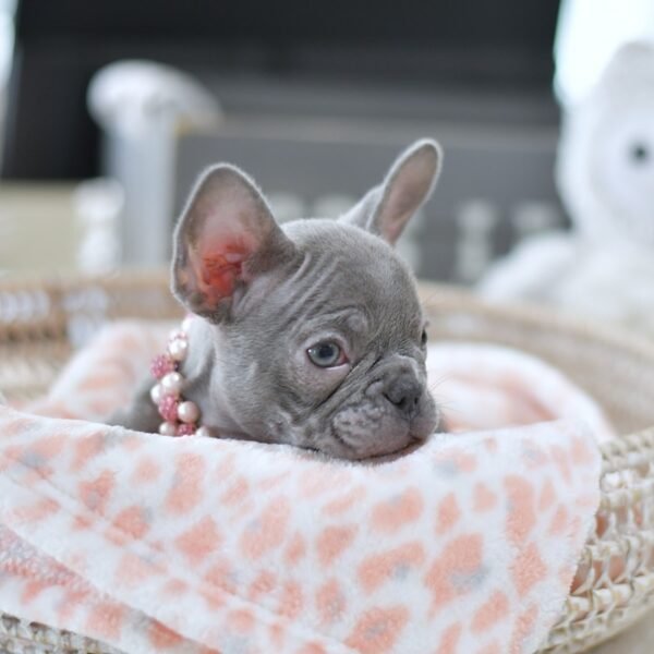 Coco