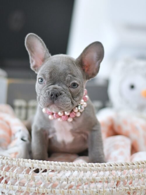 Coco (4) Coco