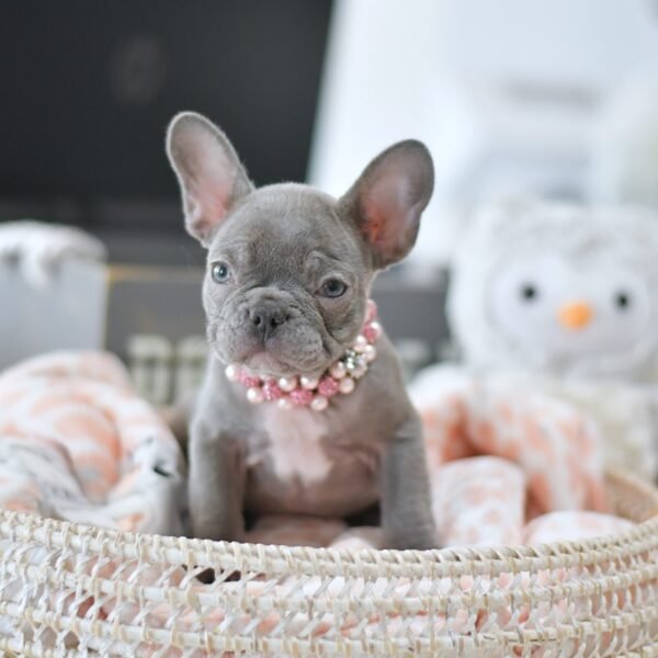Coco