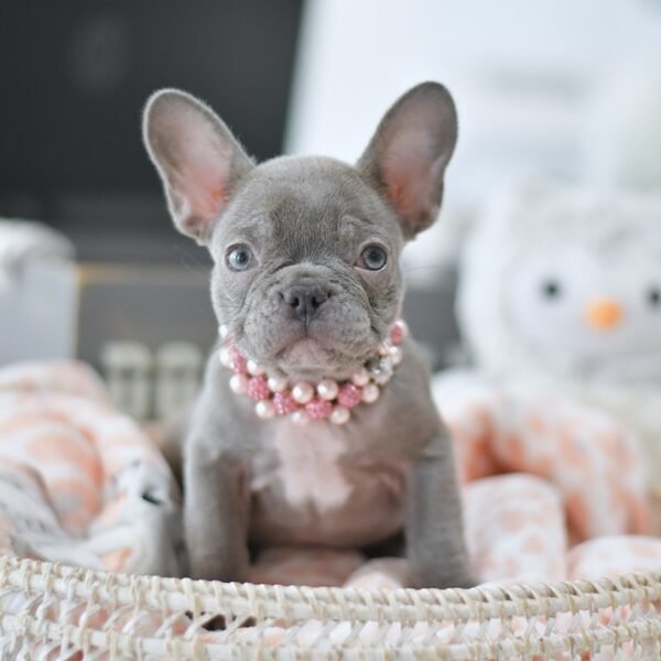 Coco