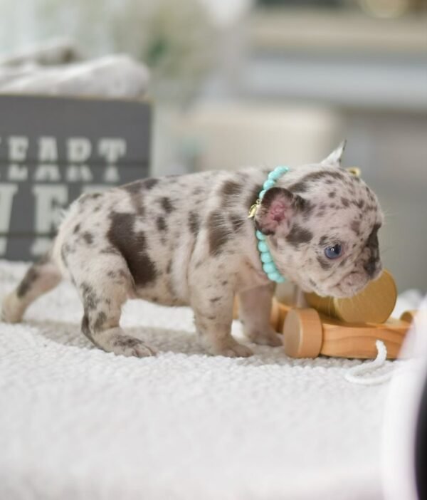 Daisy (4) Daisy