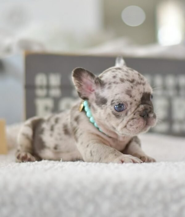 Daisy (5) Daisy