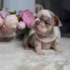 Lucy (5) Lucy