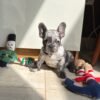 Buddy