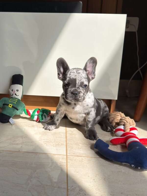 buddy (1) Buddy