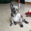 buddy (2) Buddy