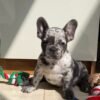 buddy (5) Buddy