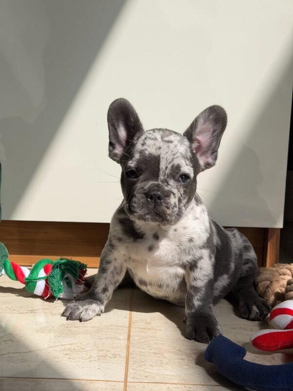 Buddy