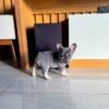 Chico