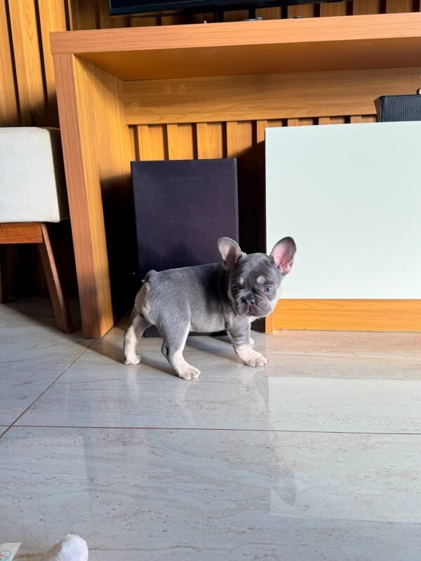 Chico