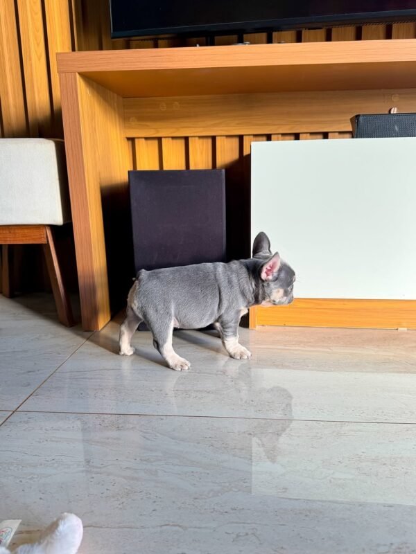 Chico