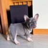 Chico