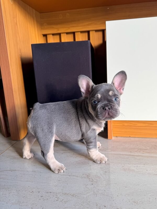 Chico