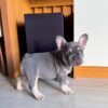 Chico