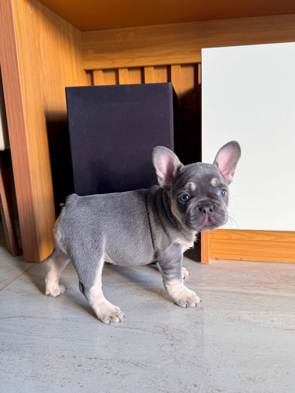 Chico