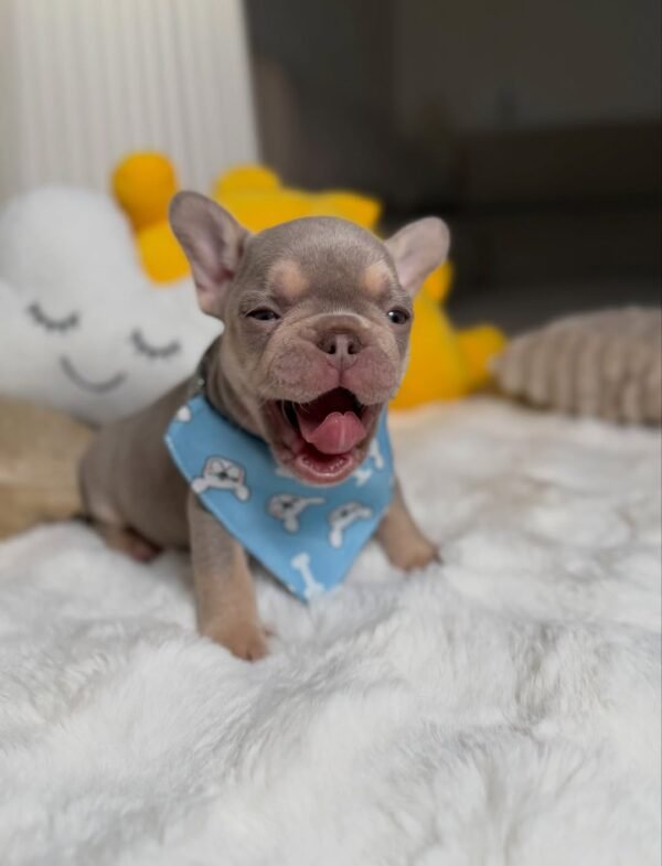 Teddy