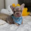 Teddy