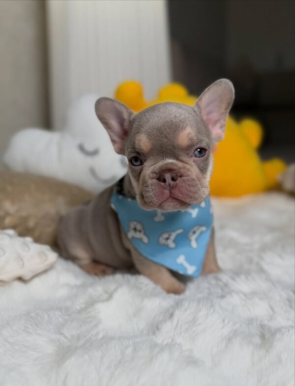 Teddy