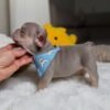 Teddy