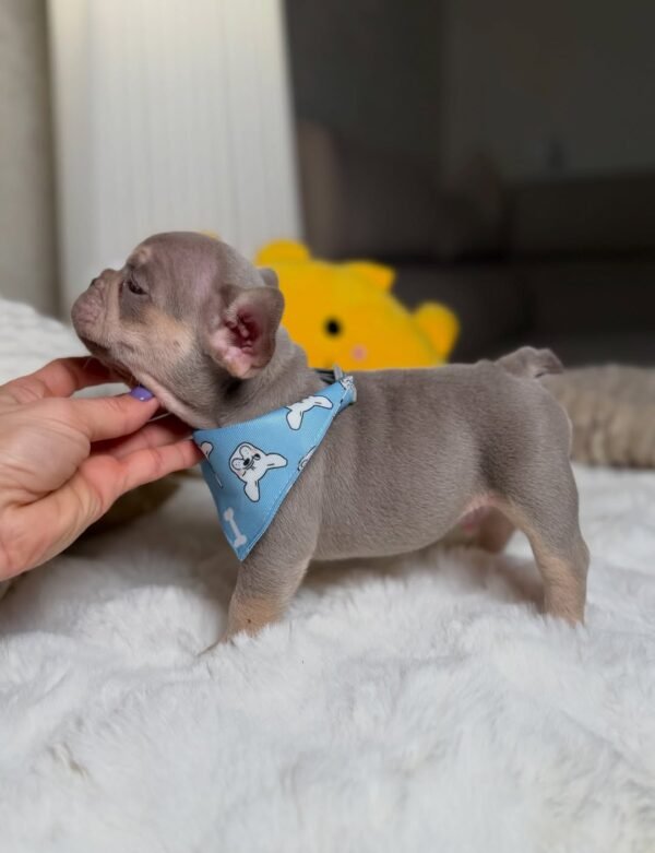 Teddy