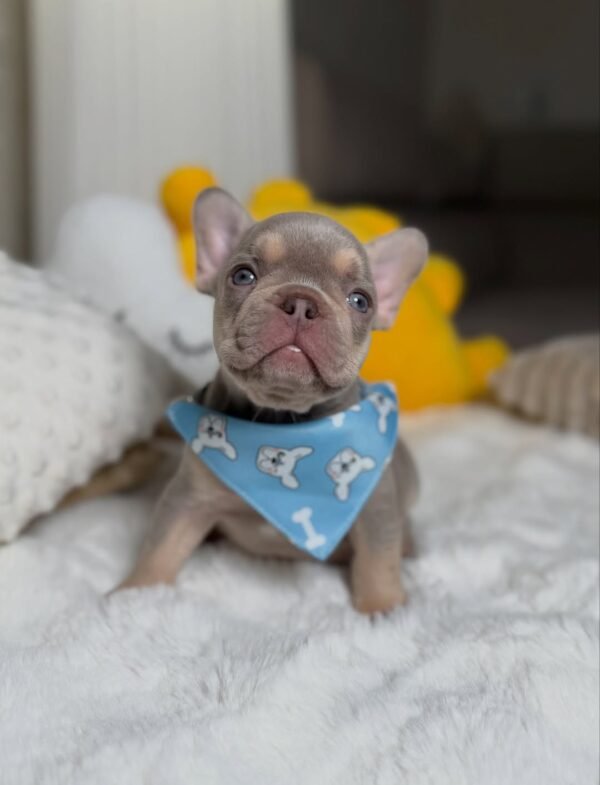Teddy
