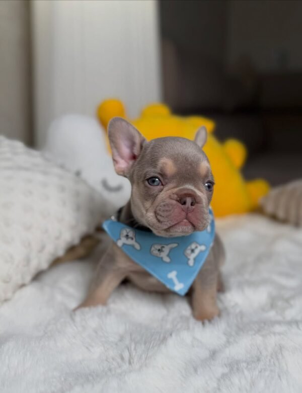 Teddy