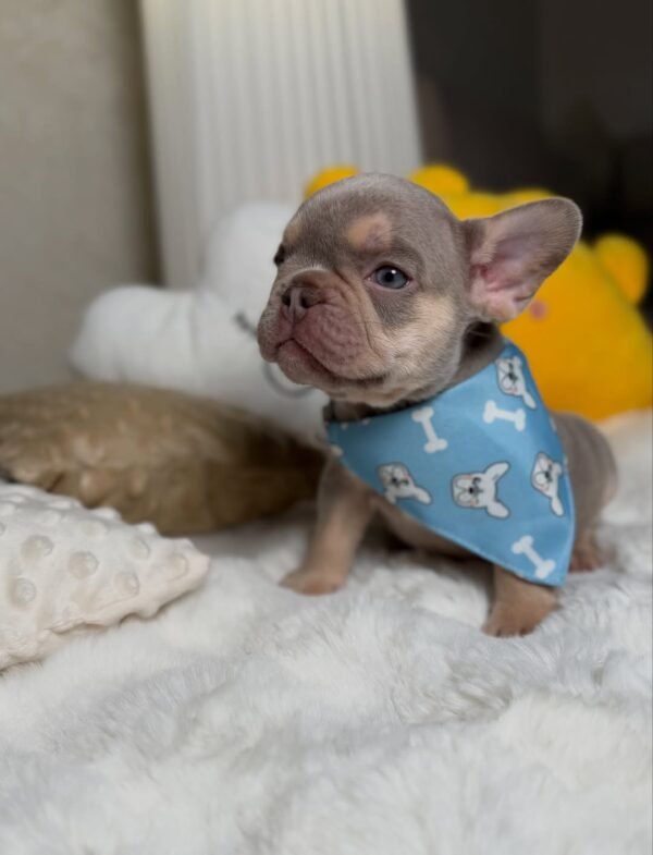 Teddy